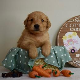 Golden Retriever Puppies from Revival Retrievers