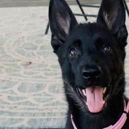 German Shepherds from Von Charry German Shepherd’s