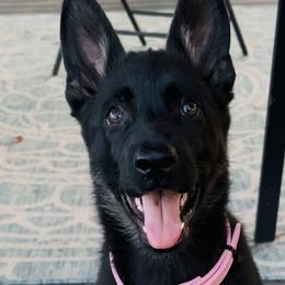 German Shepherds from Von Charry German Shepherd’s