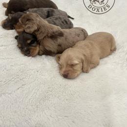 Dachshund Puppies from Dogwood Doxies