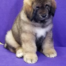 Tibetan Mastiff Puppies from Noble Legacy Tibetan Mastiffs