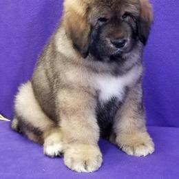 Tibetan Mastiff Puppies from Noble Legacy Tibetan Mastiffs