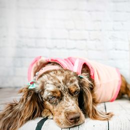 Chinese Shar-Pei and Companion Cross Puppies from Mini Hippo Land