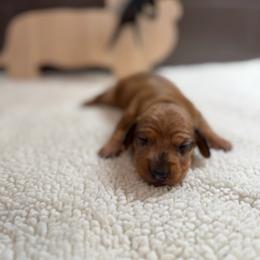 Colin - Dapple male Dachshund puppy in Agua Dulce, Texas from Sunny EP Weenies