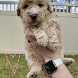 Bernedoodle, Cavalier King Charles Spaniel, and Poodle Puppies from Ellas.Pups (Bernedoodles & Cavapoos)
