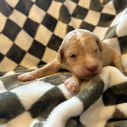 Blue Boy - Apricot male Goldendoodle puppy in Huntsville, Alabama from Winchester Doodles