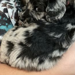 Goldendoodle Puppies from 4F Farms