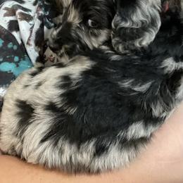 Goldendoodle Puppies from 4F Farms