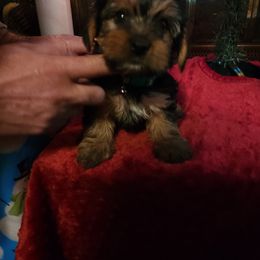 Yorkshire Terrier Puppies from Southern Gem Yorkies
