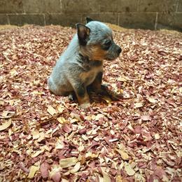 Boy 3 - Blue male Australian Cattle Dog puppy in Hurley, Virginia from BoardCamp Kennels-AKC Australian Cattle Dogs