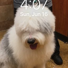 Anabele - Old English Sheepdog