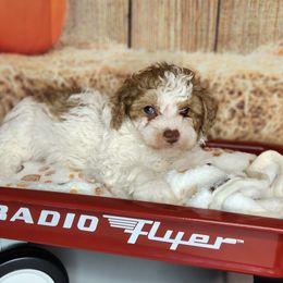 Bandit - Tri-color male Cavapoo puppy in Marshfield, Missouri from Clearview Kennels