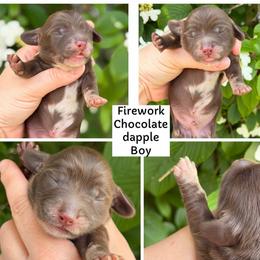 Firework - Dapple male Dachshund puppy in Paw Paw, Michigan from Mulberry Meadow Farms