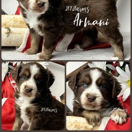 2 Armani, RTM - Red tri-color male Miniature American Shepherd puppy in Huntington, Texas from JKKJ Farms, LLC