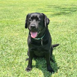 Layla - Labrador Retriever