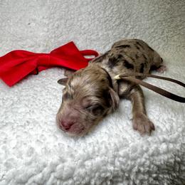 Snoopy - Merle male Goldendoodle puppy in Camden, North Carolina from Oopsie Doodles of NC