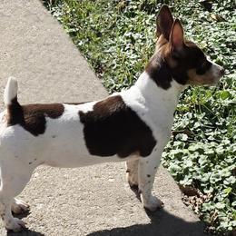 Mabel - Teddy Roosevelt Terrier
