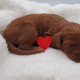 Goldendoodle Puppies from Rustic Road Doodles