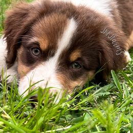Australian Shepherd, Miniature Australian Shepherd, and Toy Australian Shepherd Puppies from JKKJ Farms