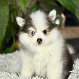 Pomsky Puppies from Jana Goodwin