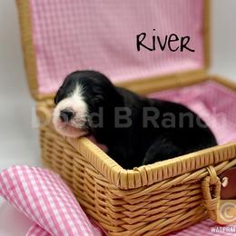 Aussiedoodle and Bordoodle Puppies from Dood B Ranch Doodles