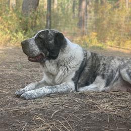 Central Asian Shepherd Dog All Grown Up from Alabaivalley