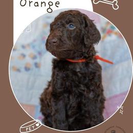 Boy 6 - Brown male Poodle puppy in Mc Kinney, Texas from Kenney kennels
