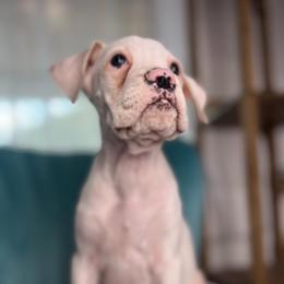 Girl 2 - White female Boxer puppy in Prestonsburg, Kentucky from Diamond Standard Boxers