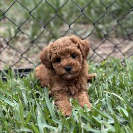 Lady - Red  female Goldendoodle puppy in Wharton, Texas from Little Fur Friends