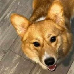 Phoenix - Pembroke Welsh Corgi