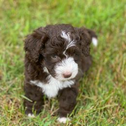 Grayson - Brown and white Aussiedoodle puppy in Albertville, Alabama from Home Sweet Home Doodles LLC