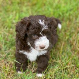 Grayson - Brown and white Aussiedoodle puppy in Albertville, Alabama from Home Sweet Home Doodles LLC