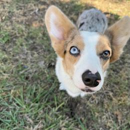 American Corgi All Grown Up from Elmiphyr Corgis