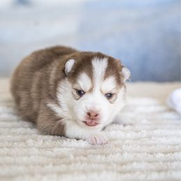 Sally - Red and white female Pomsky puppy in Bellevue, Washington from The Pomsky Garden