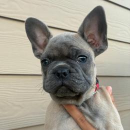 Red - Blue fawn male French Bulldog puppy in Kyle, Texas from Small Town Frenchies