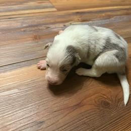 Tanner boy - Lilac merle male Border Collie puppy in Fairview, Tennessee from Hoffman Forest Acres LLC