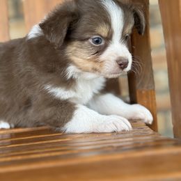 Red Tri - Red tri male Toy Australian Shepherd puppy in Brashear, Texas from Double R farms