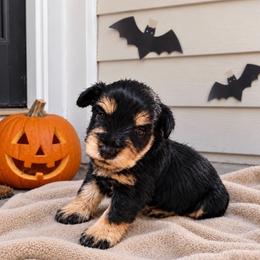 Talla - Black and silver female Miniature Schnauzer puppy in Daisetta, Texas from Winfree’s Schnauzers