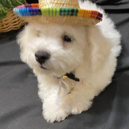 Bichon Frise Puppies from BichonSTL and Bi