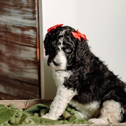 Elway - Parti Goldendoodle puppy in Morrow, Ohio from RemiRoodles