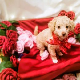 Maltipoo Puppies from Cupcake Cuties