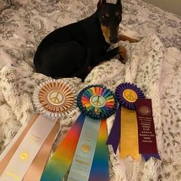 Manchester Terriers from Paradise Ranch