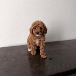 Neve - Red  male Poodle puppy in Queen Creek, Arizona from Poised Poodles