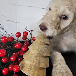 Poodle Puppies from Athena Smiles Standard Poodles