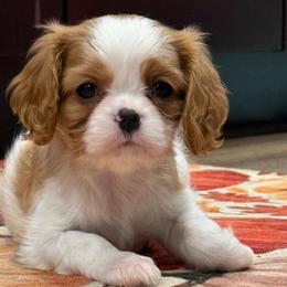 Rosita - Blenheim female Cavalier King Charles Spaniel puppy in Spring Hill, Florida from Stardom Chihuahuas & CKCS