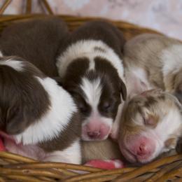 Australian Shepherd Puppies from Cobler Farms