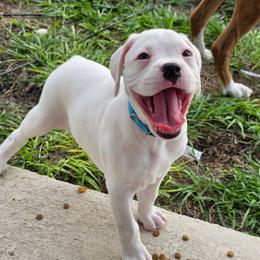Girl 2 - White female Boxer puppy in Howey In The Hills, Florida from Bayla Belle & Blossom's Boxers