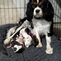 Cavapoo puppies from Wag'in Tails