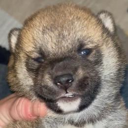 Kenjako - Red male Shiba Inu puppy in Clewiston, Florida from Animal Farm Shiba Inus & Mameshibas