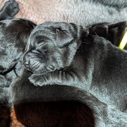 Labrador Retriever puppies from High Altitude Labradors